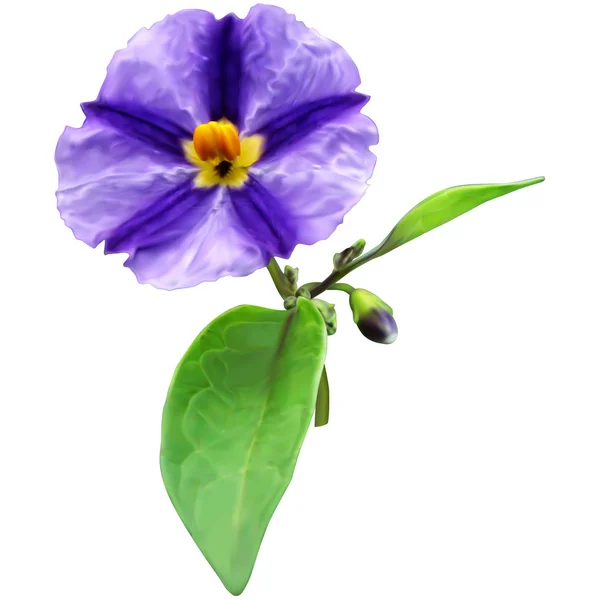 Blue Potato Bush flower — 图库矢量图片